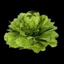 Lechuga