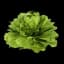 Lechuga